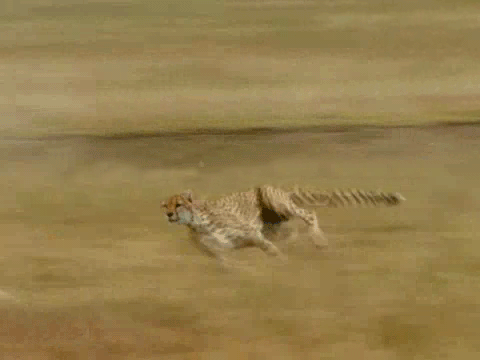 cheetah_running.gif