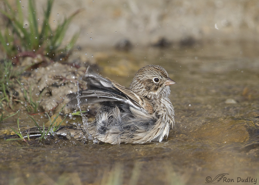vesper-sparrow-4735-ron-dudley.jpg