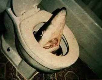 shark-toilet.jpg