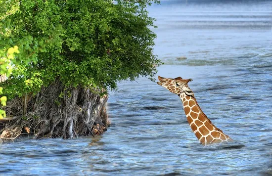 giraffes-can-swim.jpg