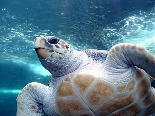 loggerhead-sea-turtle.jpg