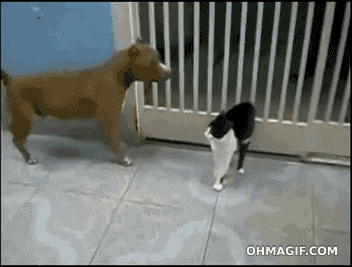 star-war-cat-fighting-with-dog.gif