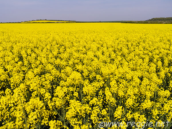 5707083_rapeseed_fields_yellow_flowers-600.jpg