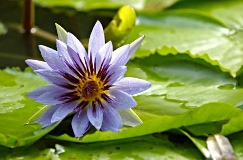 beautiful_purple_water_lily.jpg