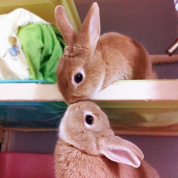 kissing-bunnies.jpg