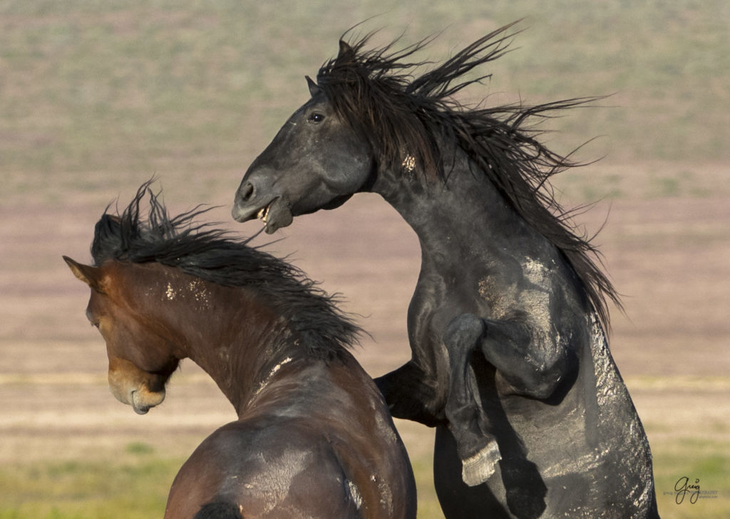 wild-horses-25-may-8490-1024x729.jpg