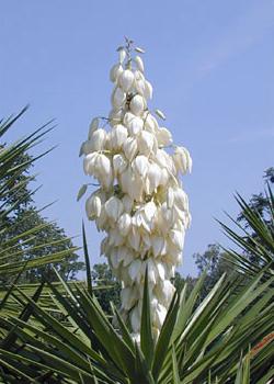 yucca-flower.jpg
