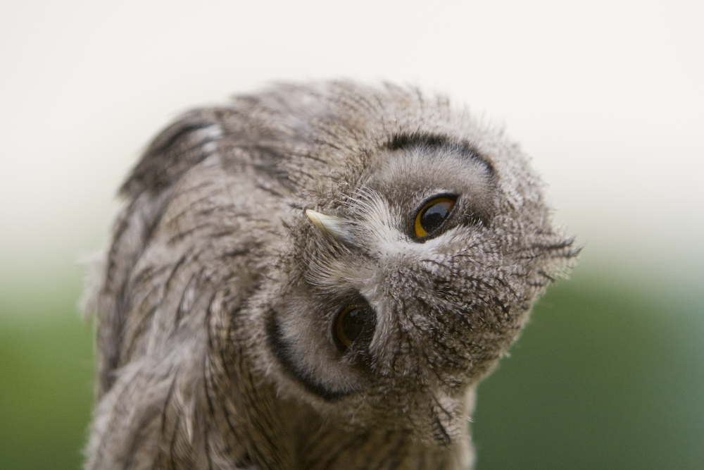 baby-scops-owl-by-brianscott.jpg
